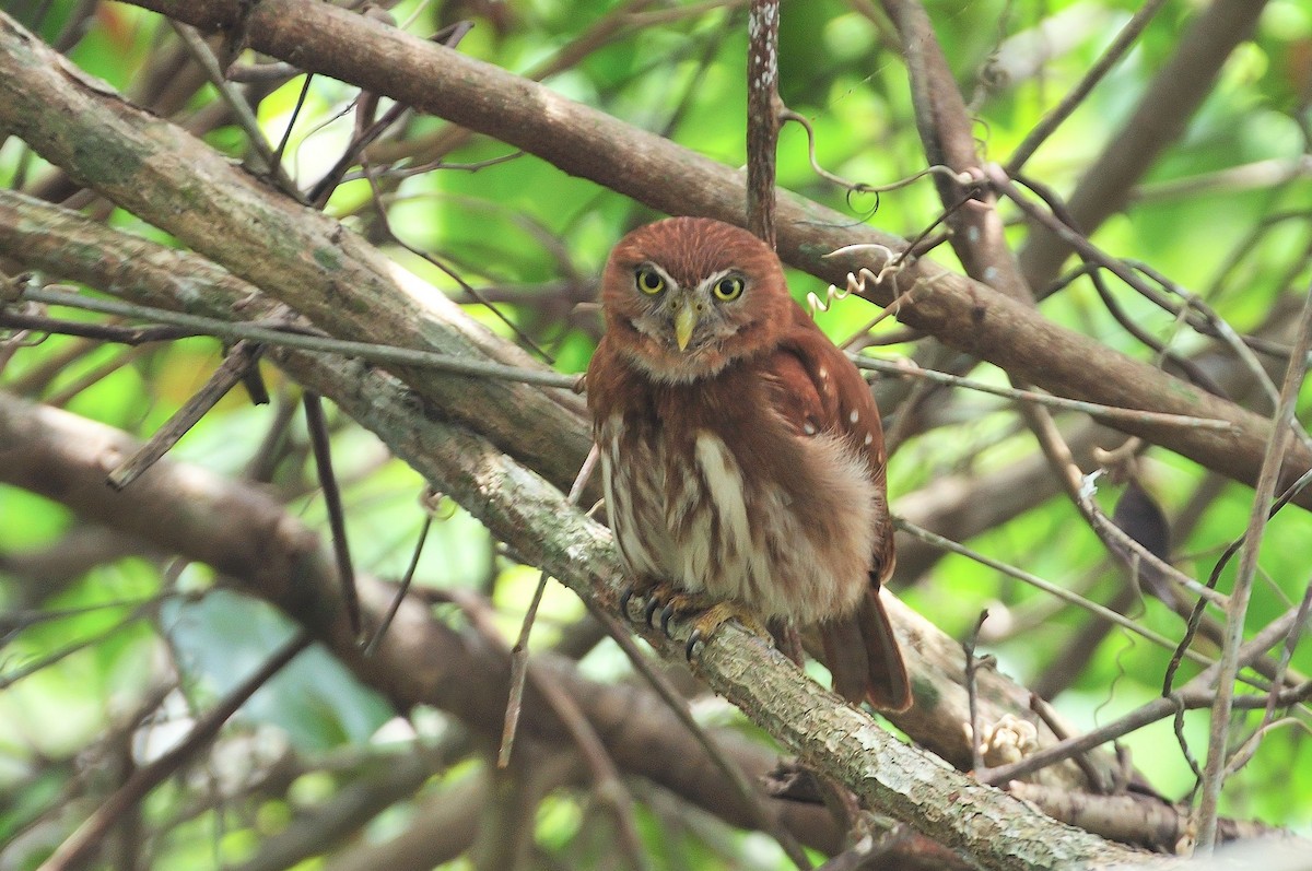 Ferruginous Pygmy-Owl - ML621249415