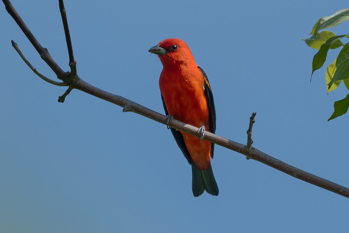 Scarlet Tanager - ML621249460