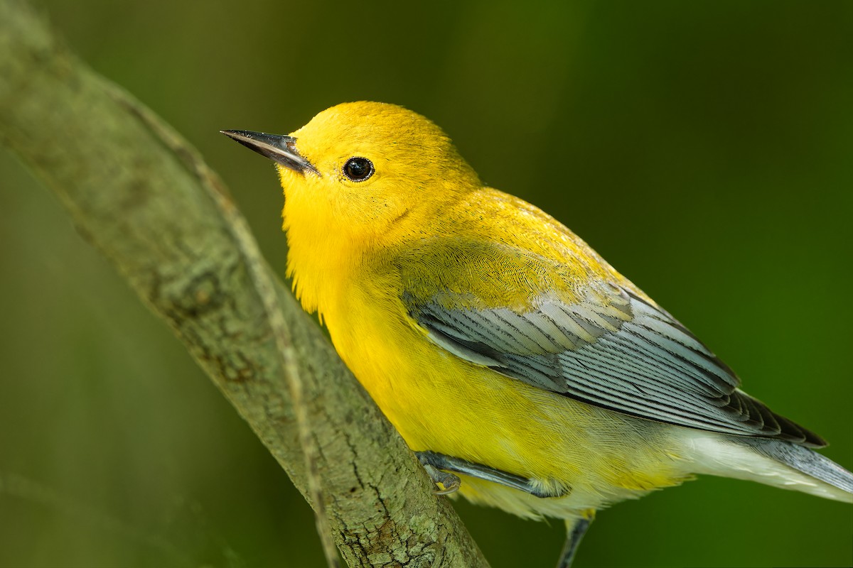 Prothonotary Warbler - Don Danko