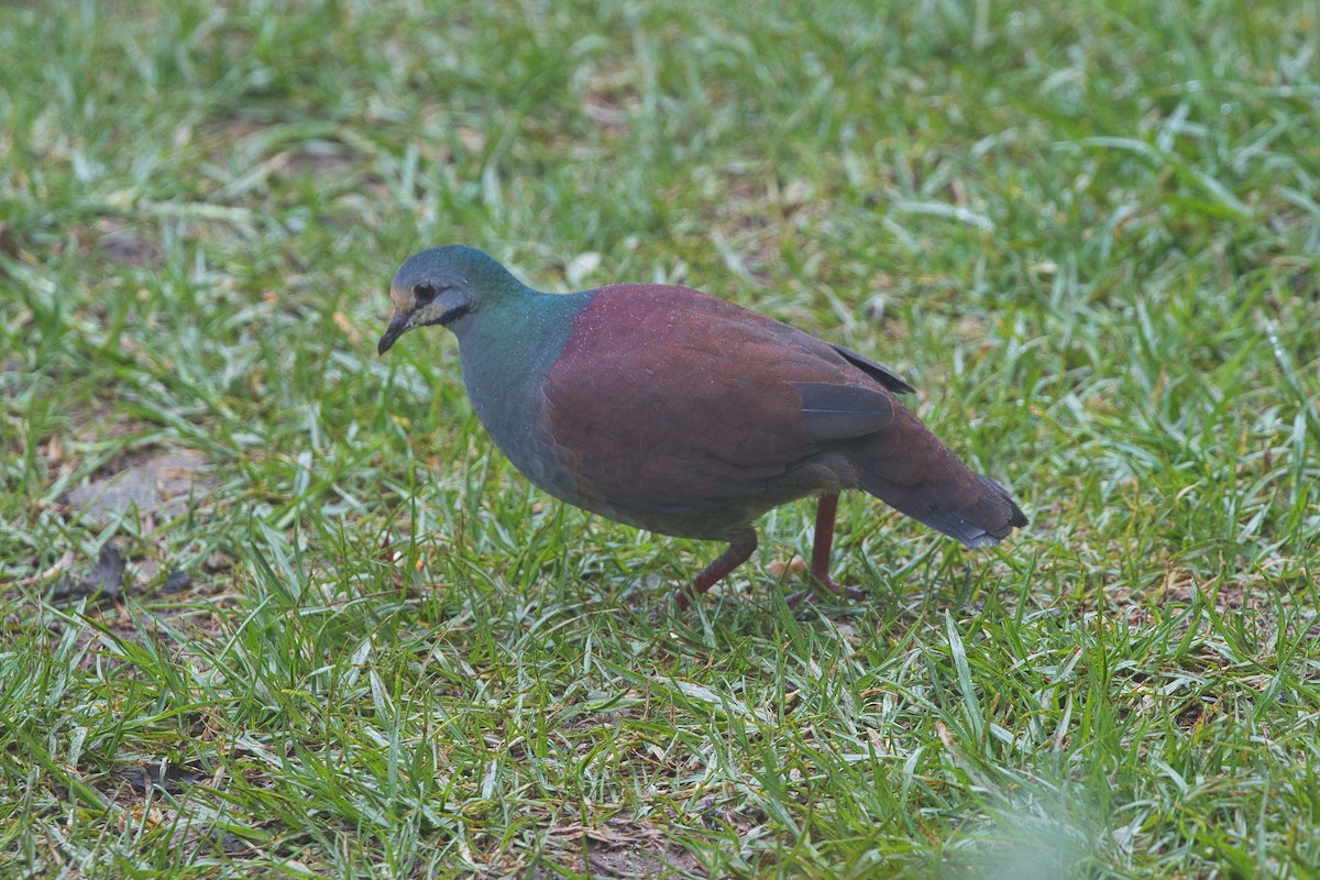 Buff-fronted Quail-Dove - ML621249506