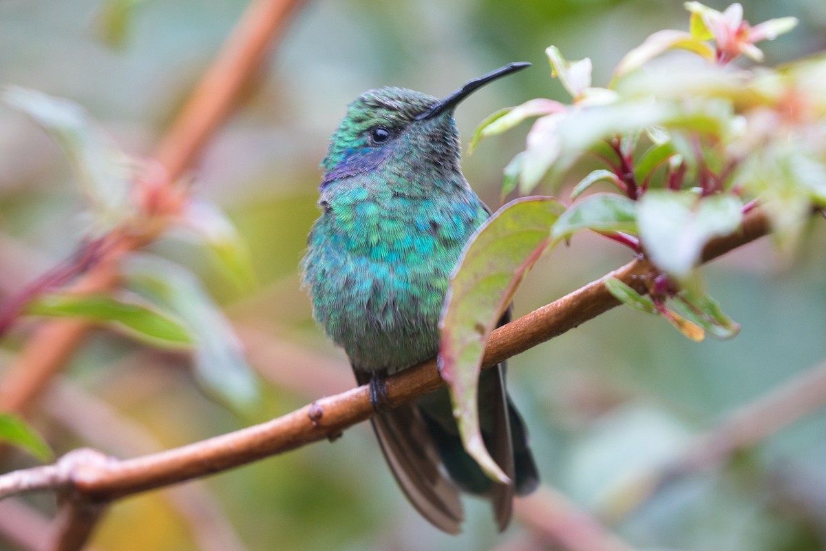 kolibřík modrouchý - ML621249516
