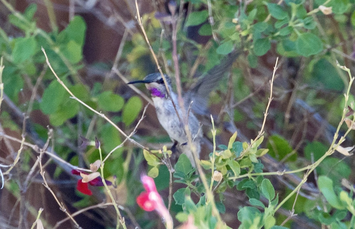 Costa's Hummingbird - ML621249522