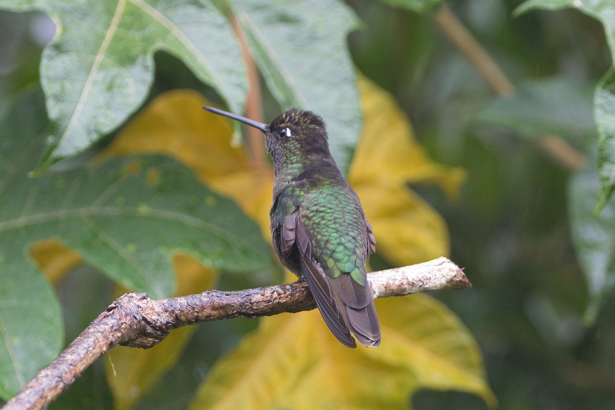 Talamanca Hummingbird - ML621249536