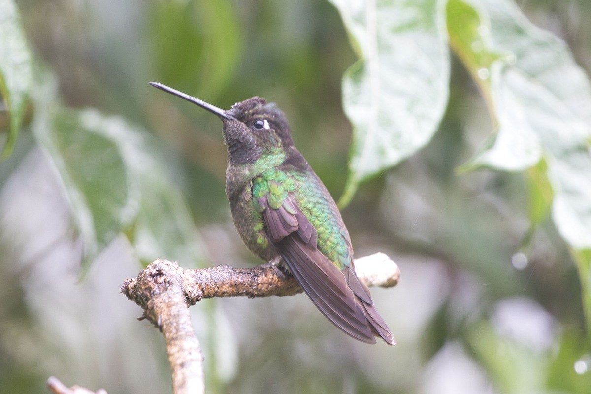Talamanca Hummingbird - ML621249537