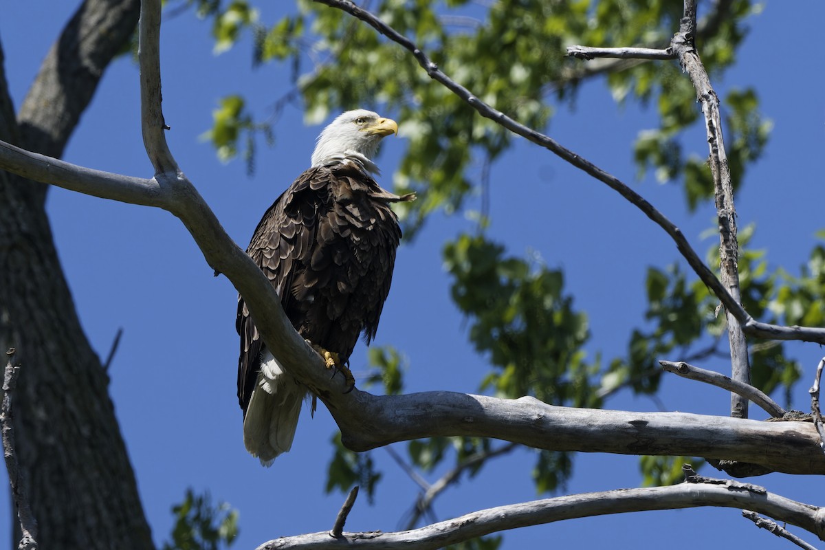 Bald Eagle - Don Danko