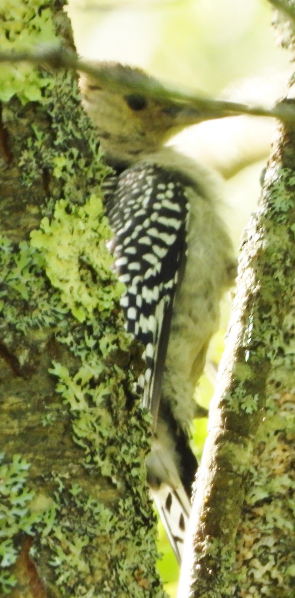 Red-bellied Woodpecker - ML621249626