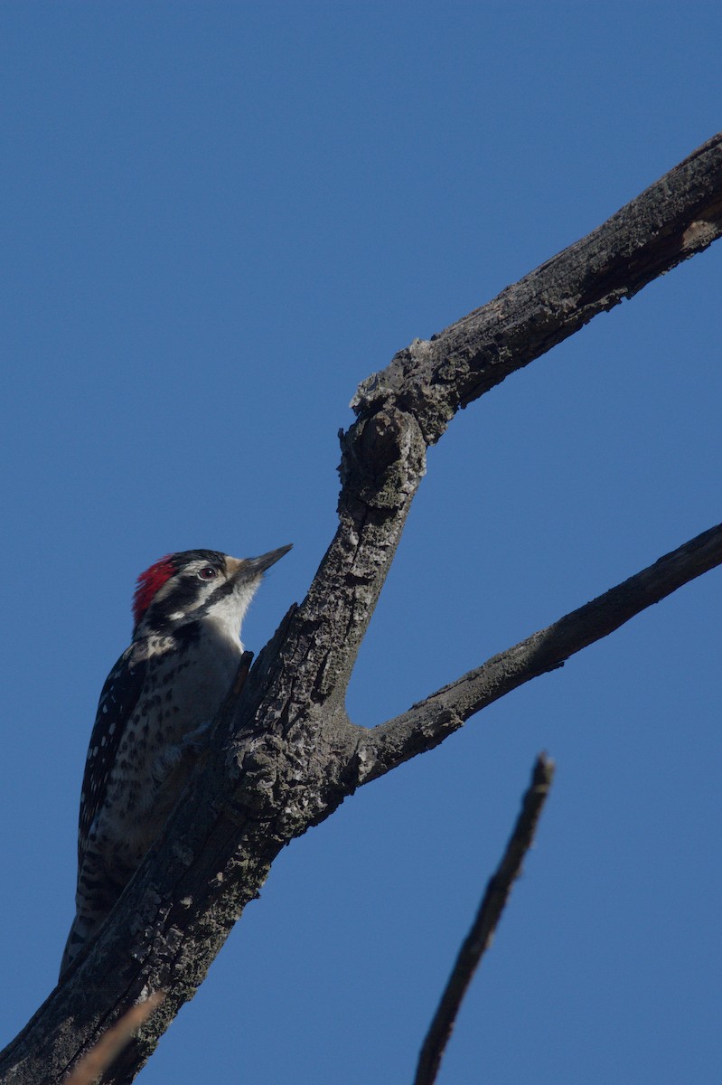 Nuttall's Woodpecker - ML621249627
