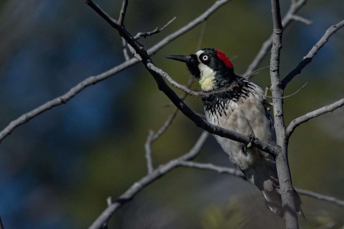 Acorn Woodpecker - ML621249640