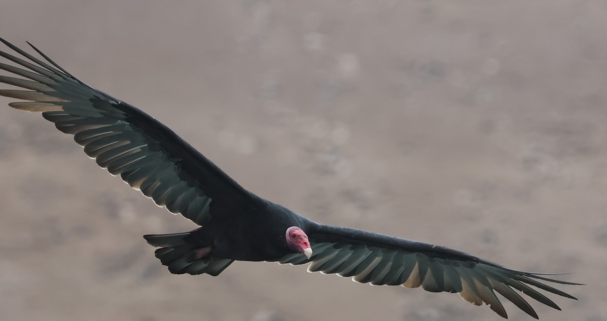 Turkey Vulture (South Temperate) - ML621249649