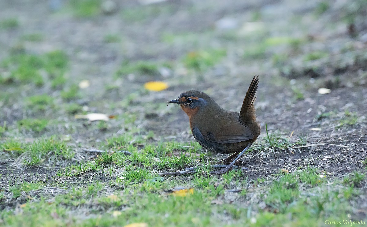 Chucao Tapaculo - ML621249674