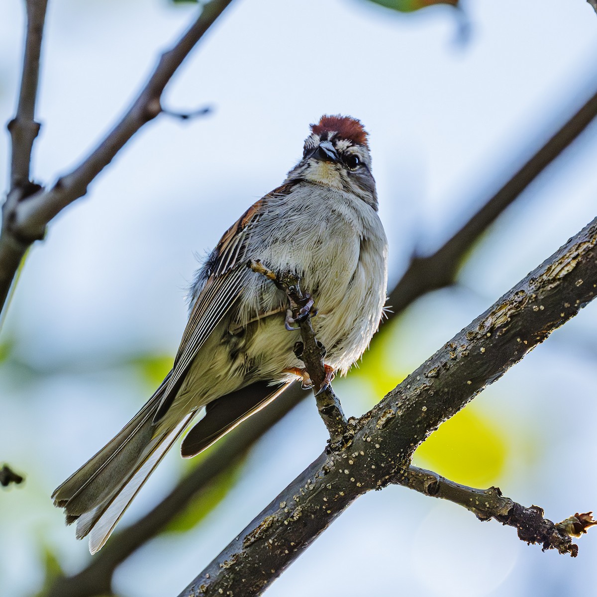 Chipping Sparrow - ML621249733