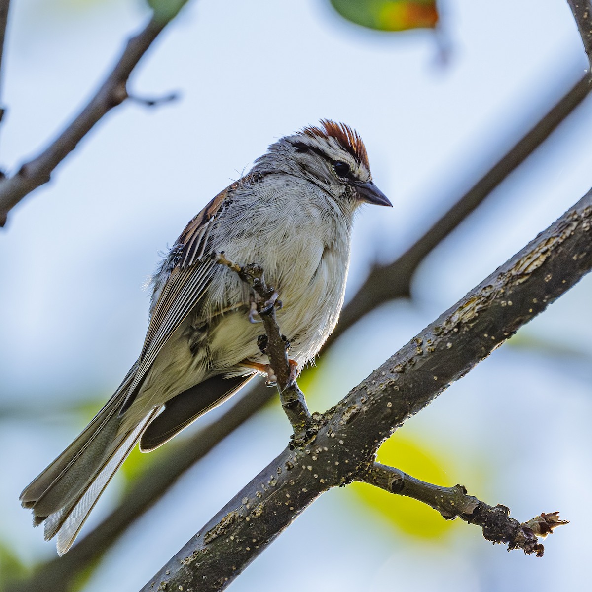 Chipping Sparrow - ML621249734