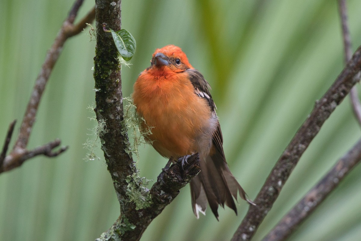 Flame-colored Tanager - ML621249764