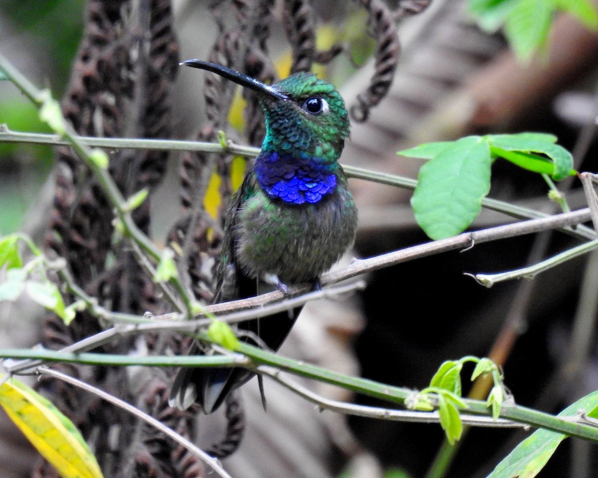 Violet-chested Hummingbird - ML621249805