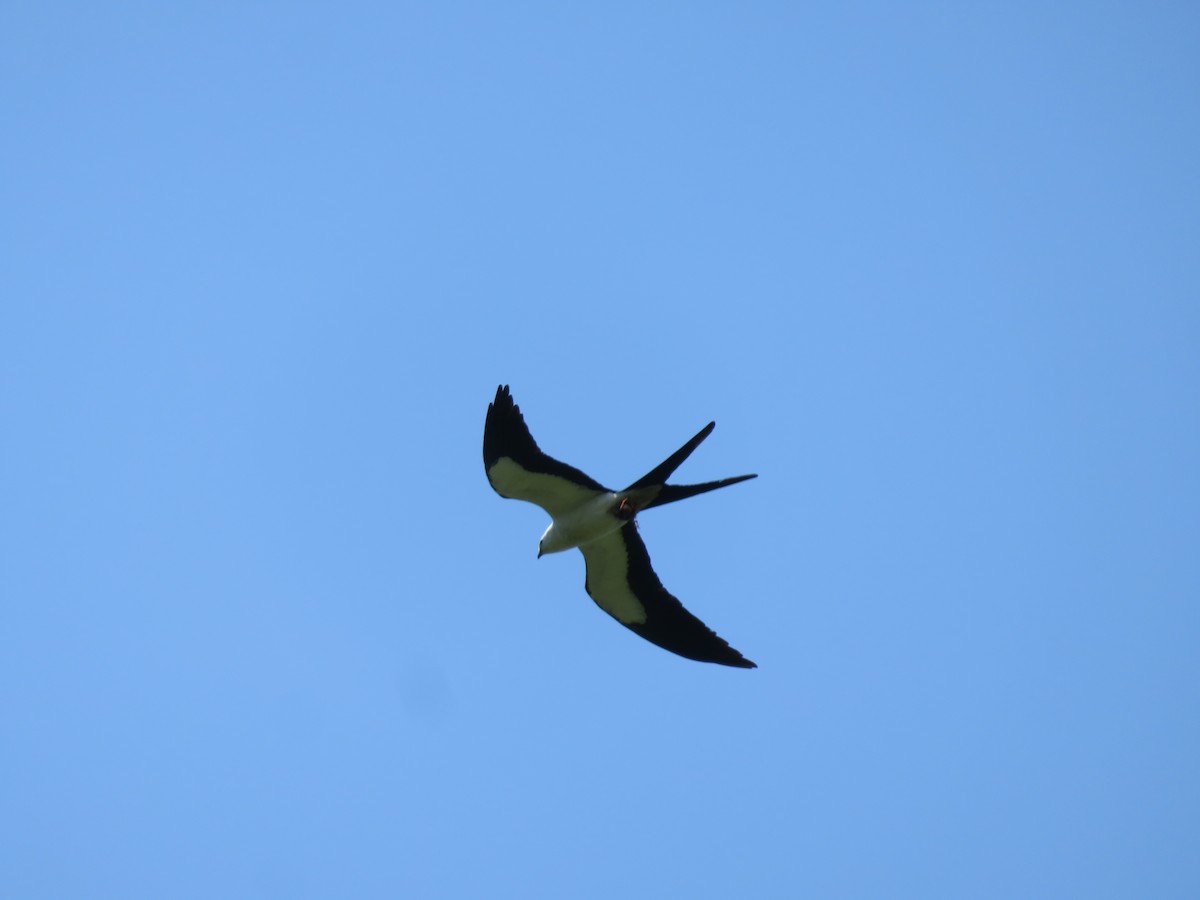 Swallow-tailed Kite - ML621249812