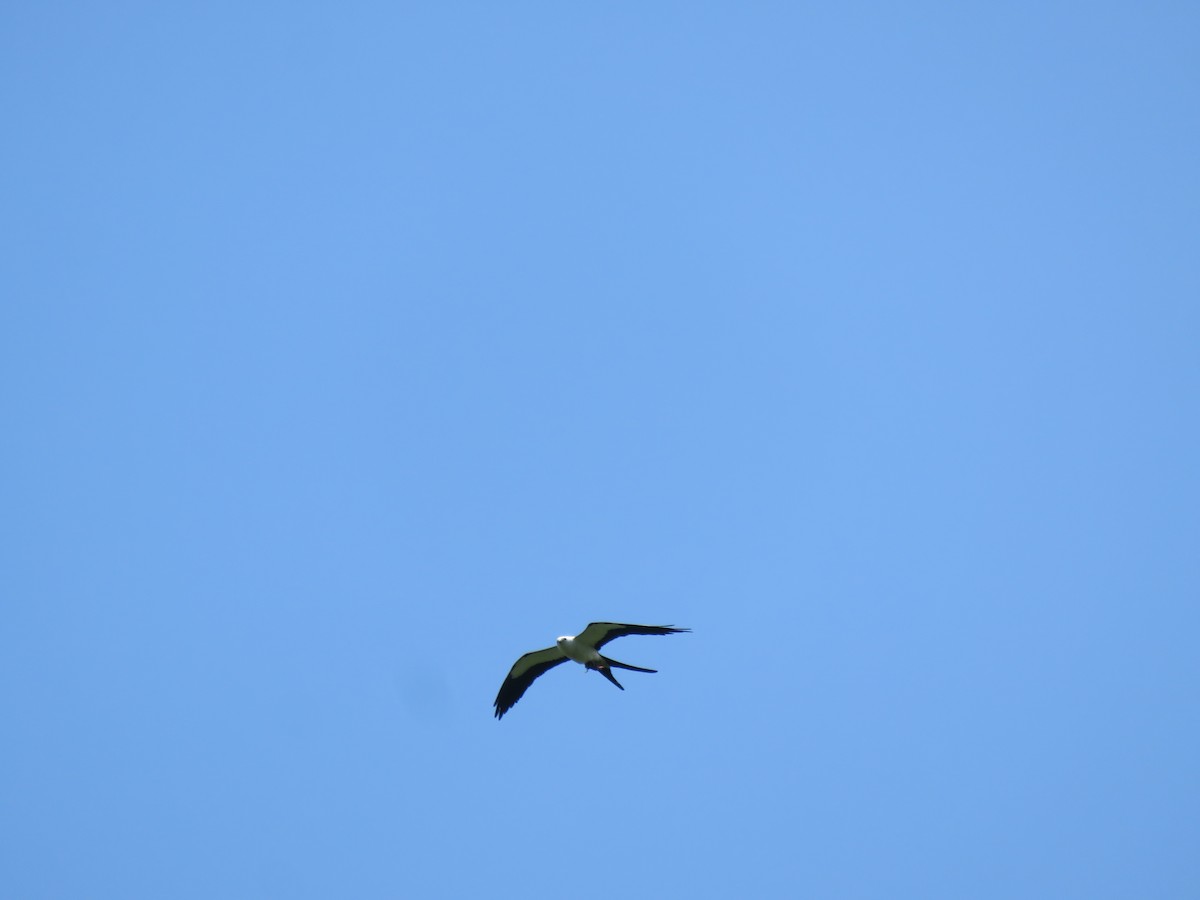 Swallow-tailed Kite - ML621249816