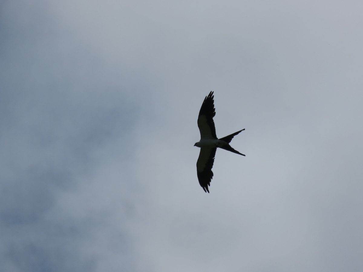Swallow-tailed Kite - ML621249817