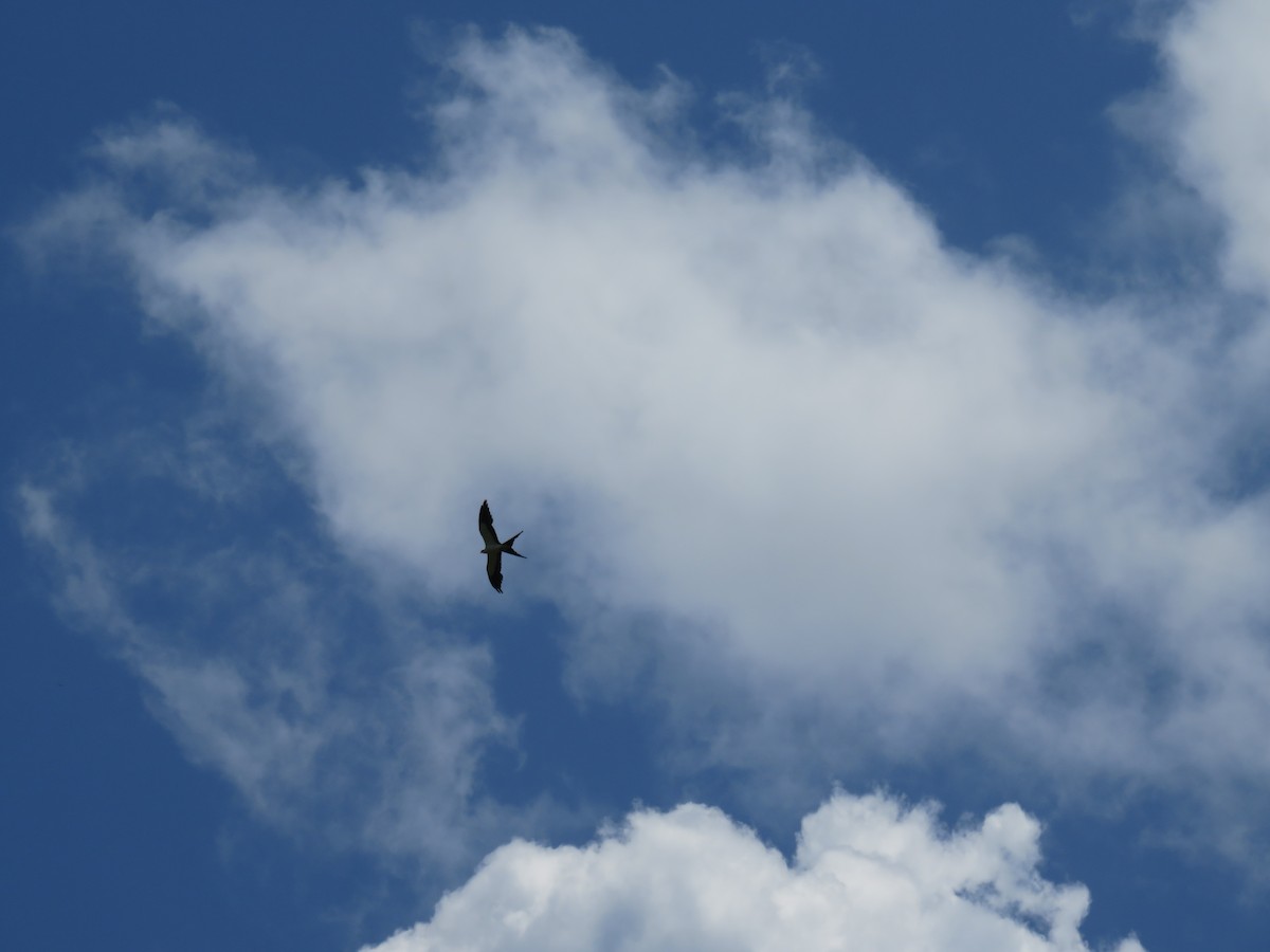Swallow-tailed Kite - ML621249818
