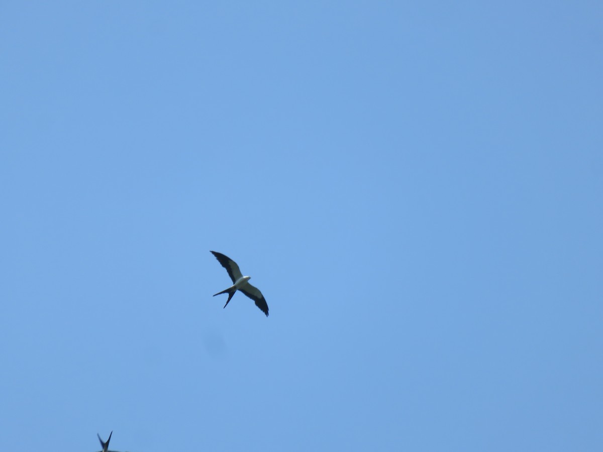 Swallow-tailed Kite - ML621249819