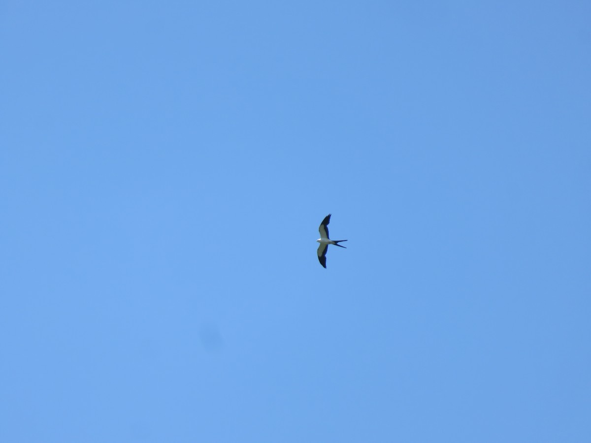 Swallow-tailed Kite - ML621249820