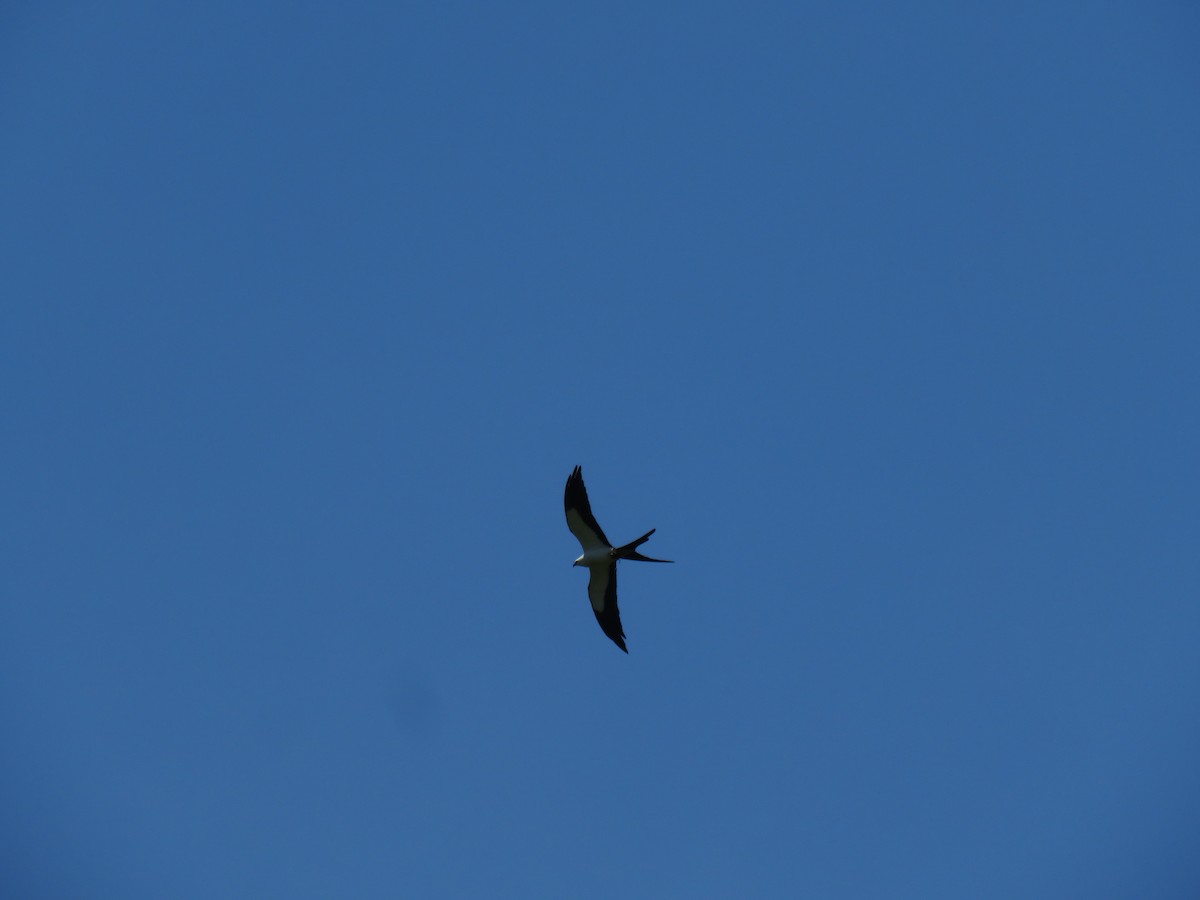 Swallow-tailed Kite - ML621249821