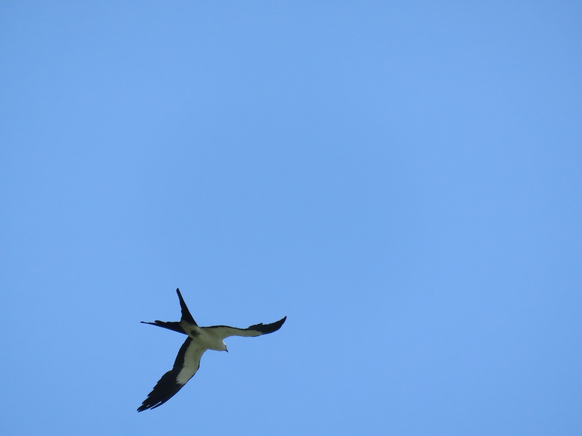 Swallow-tailed Kite - ML621249822