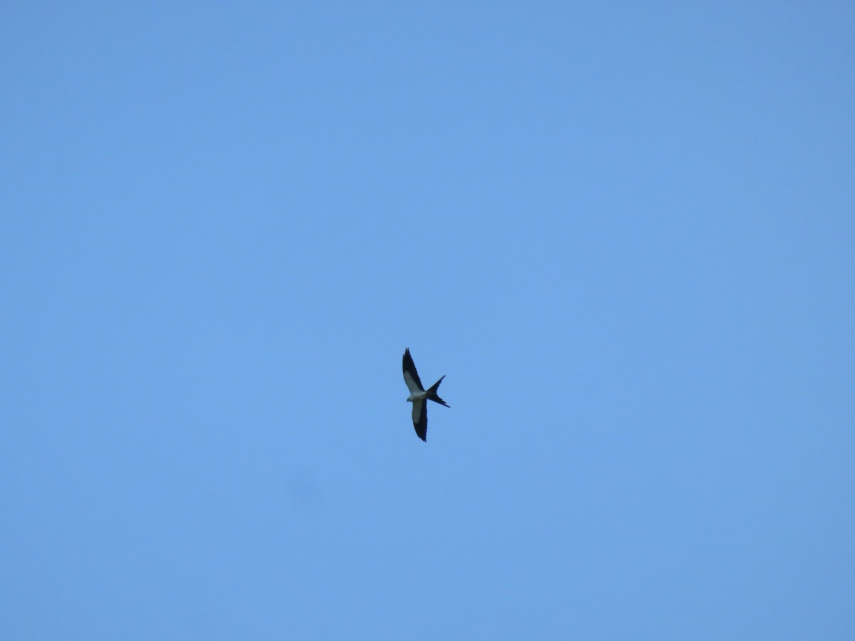 Swallow-tailed Kite - ML621249823