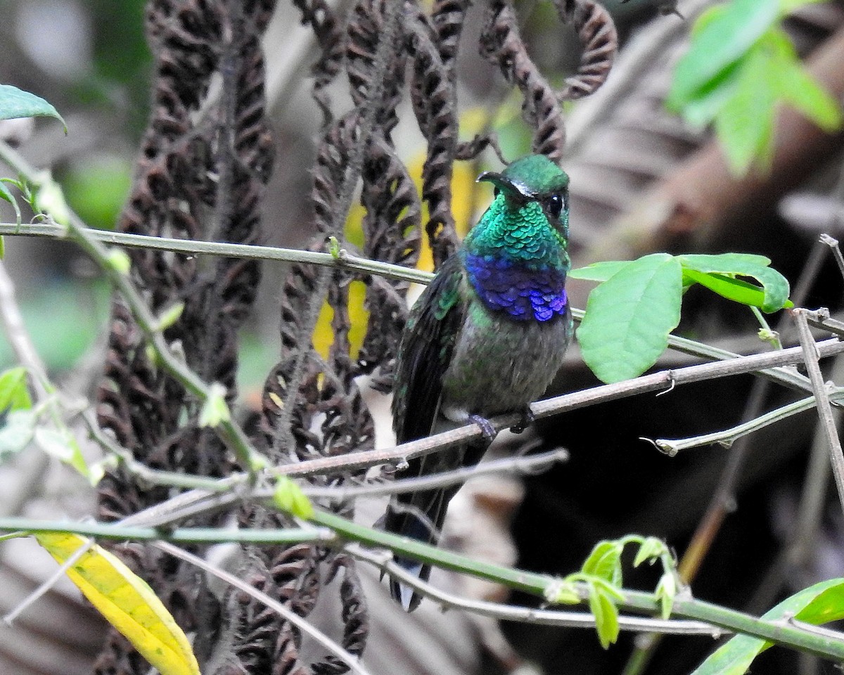 Violet-chested Hummingbird - ML621249824