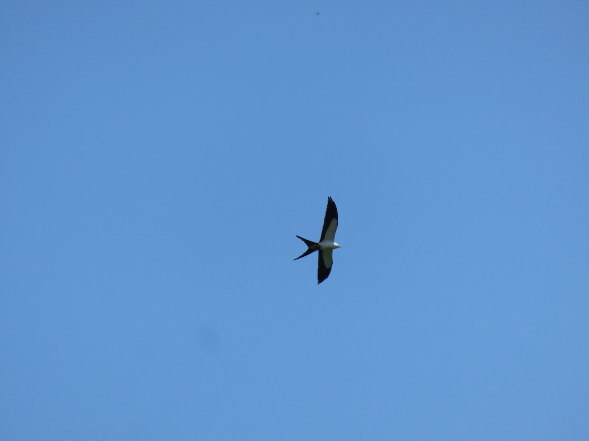 Swallow-tailed Kite - ML621249825