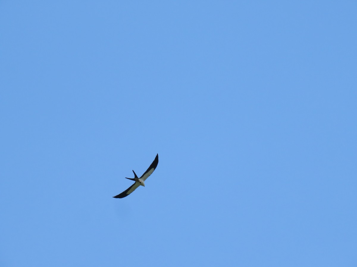 Swallow-tailed Kite - ML621249826