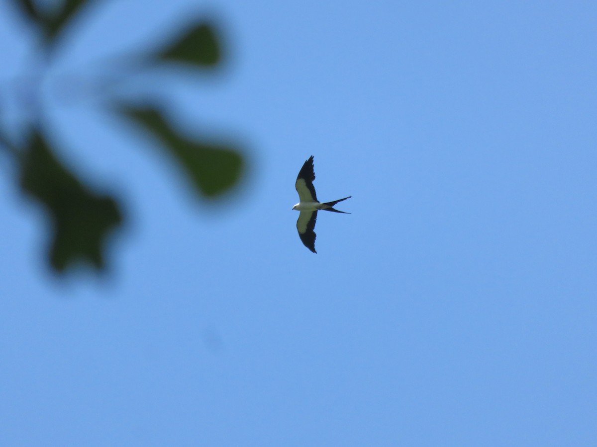 Swallow-tailed Kite - ML621249829
