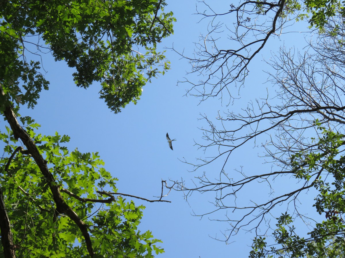 Swallow-tailed Kite - ML621249830
