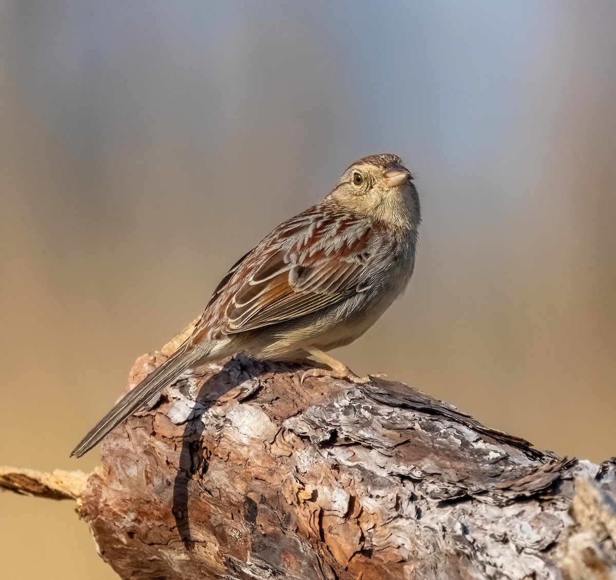 Bachman's Sparrow - ML621249832