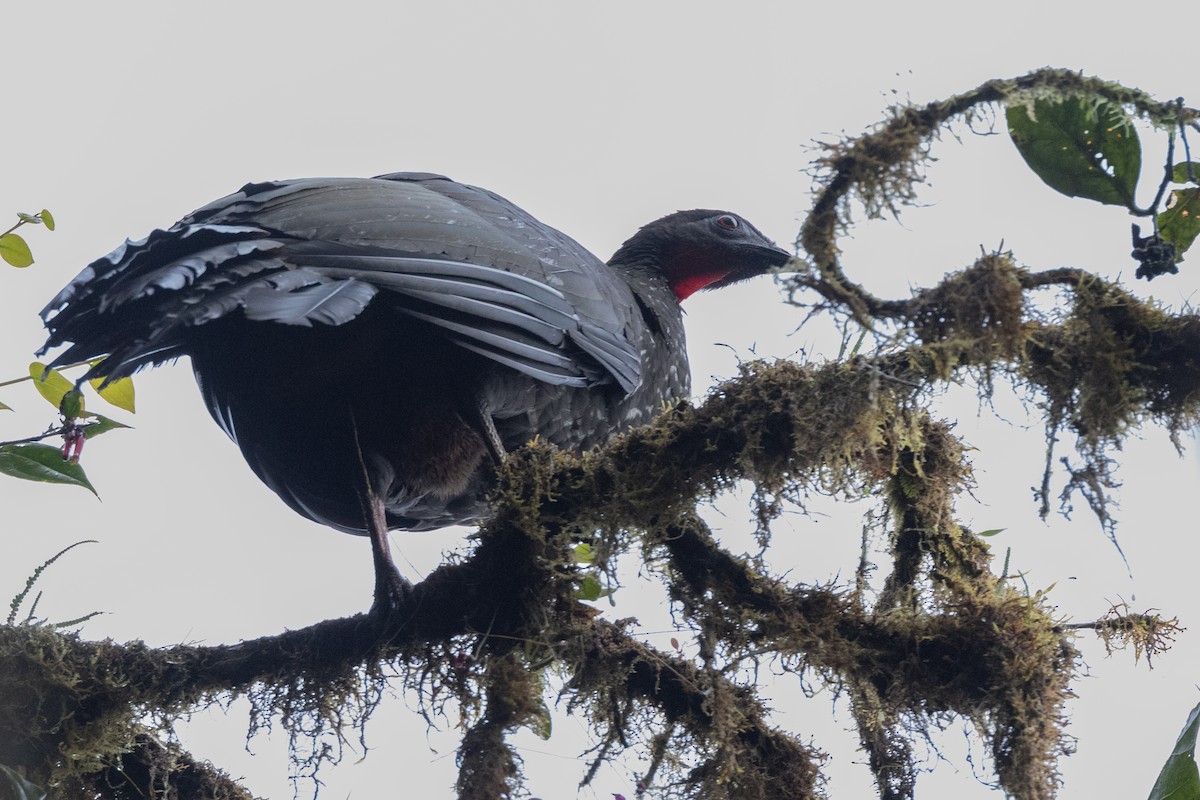 Crested Guan - ML621249835