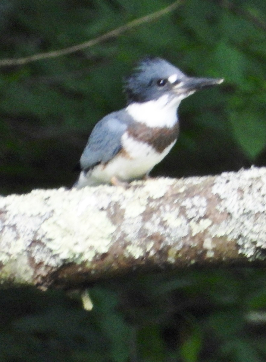 Belted Kingfisher - ML621249841