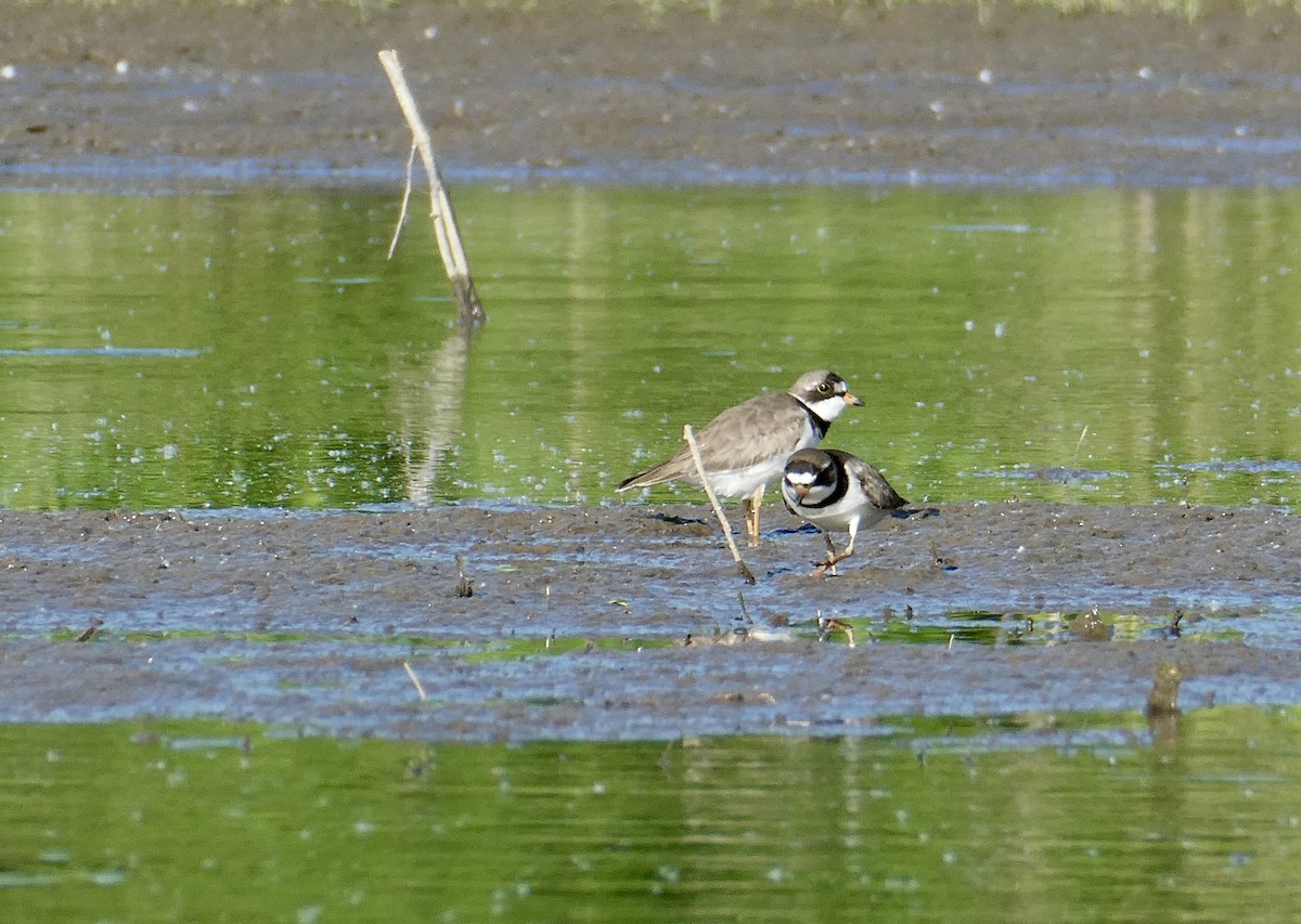 Semipalmated Plover - ML621249891