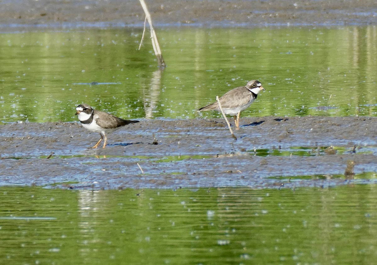 Semipalmated Plover - ML621249892