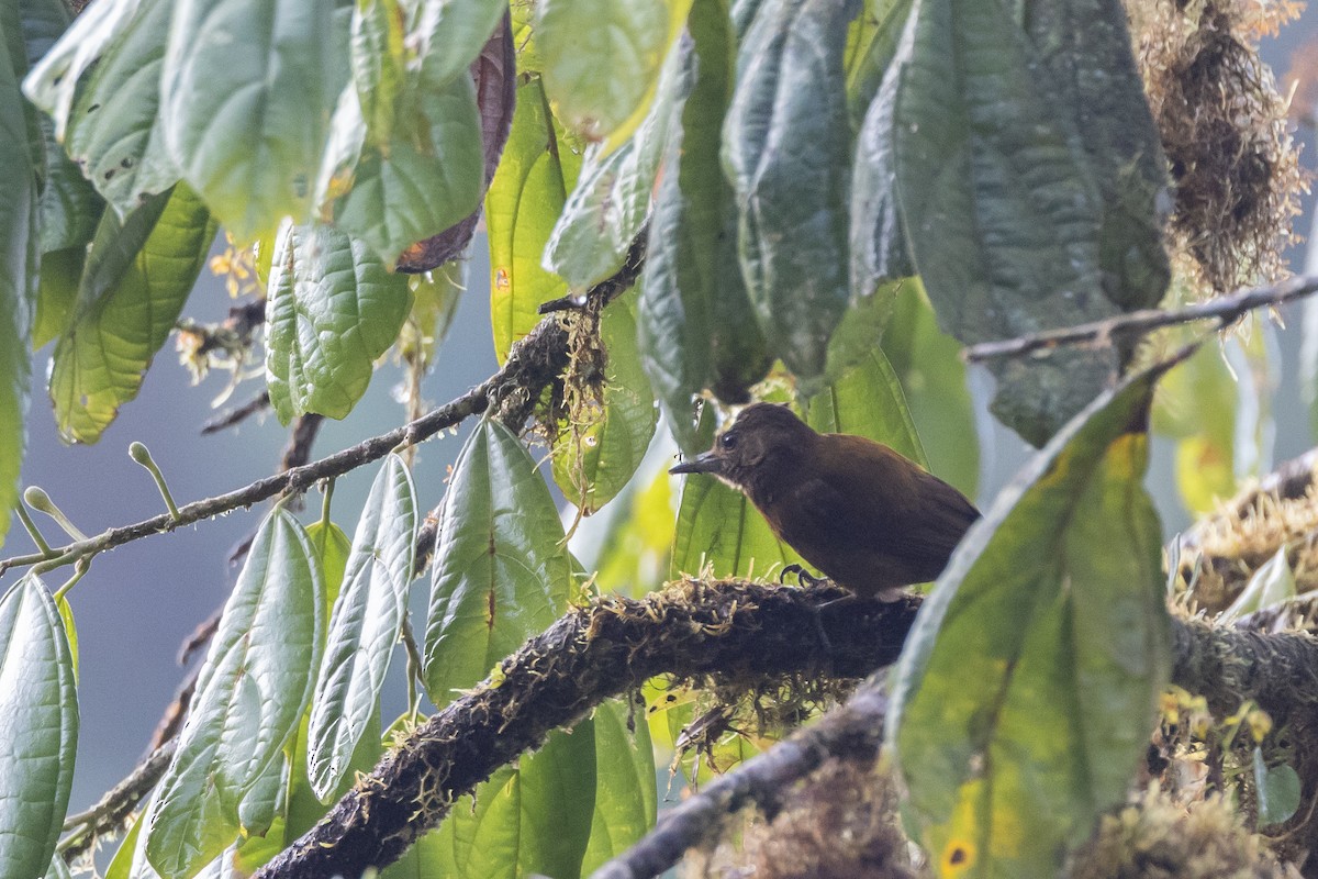 Smoky-brown Woodpecker - ML621249900