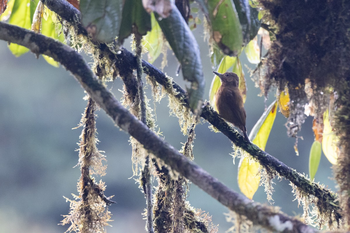 Smoky-brown Woodpecker - ML621249901