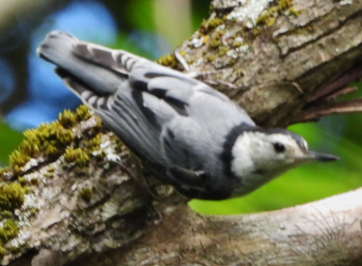 White-breasted Nuthatch - ML621249909
