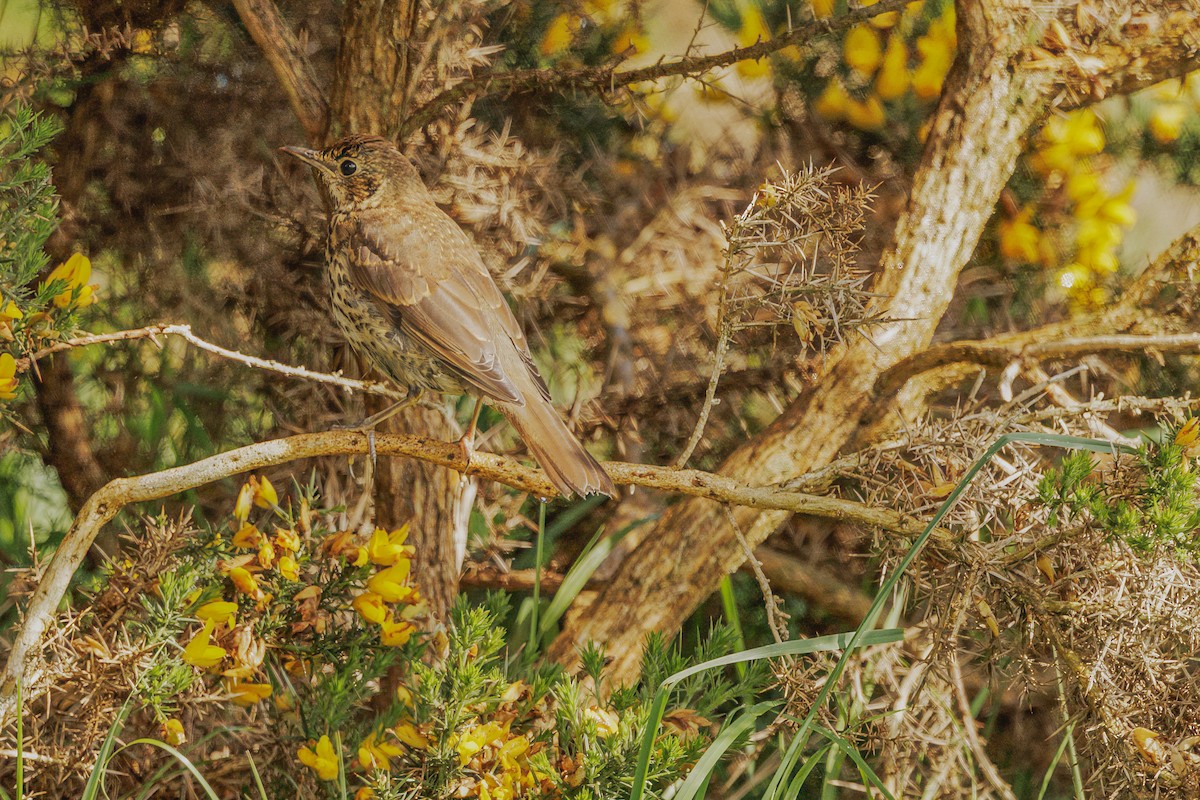 Song Thrush - Iain Robson