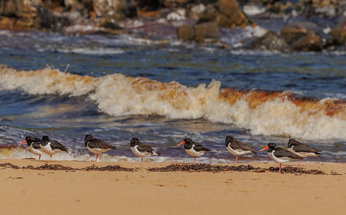 Eurasian Oystercatcher - ML621249932