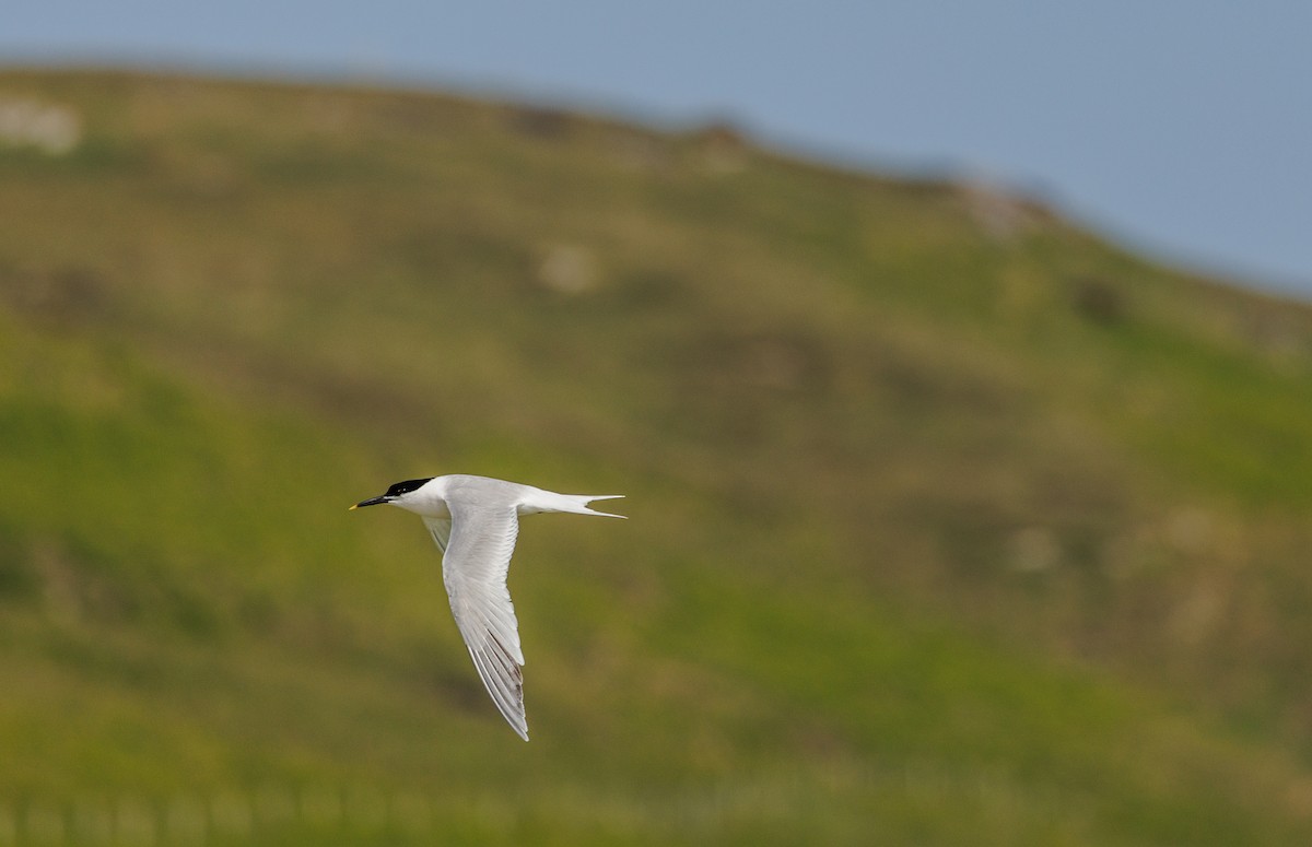 Sandwich Tern - ML621249938