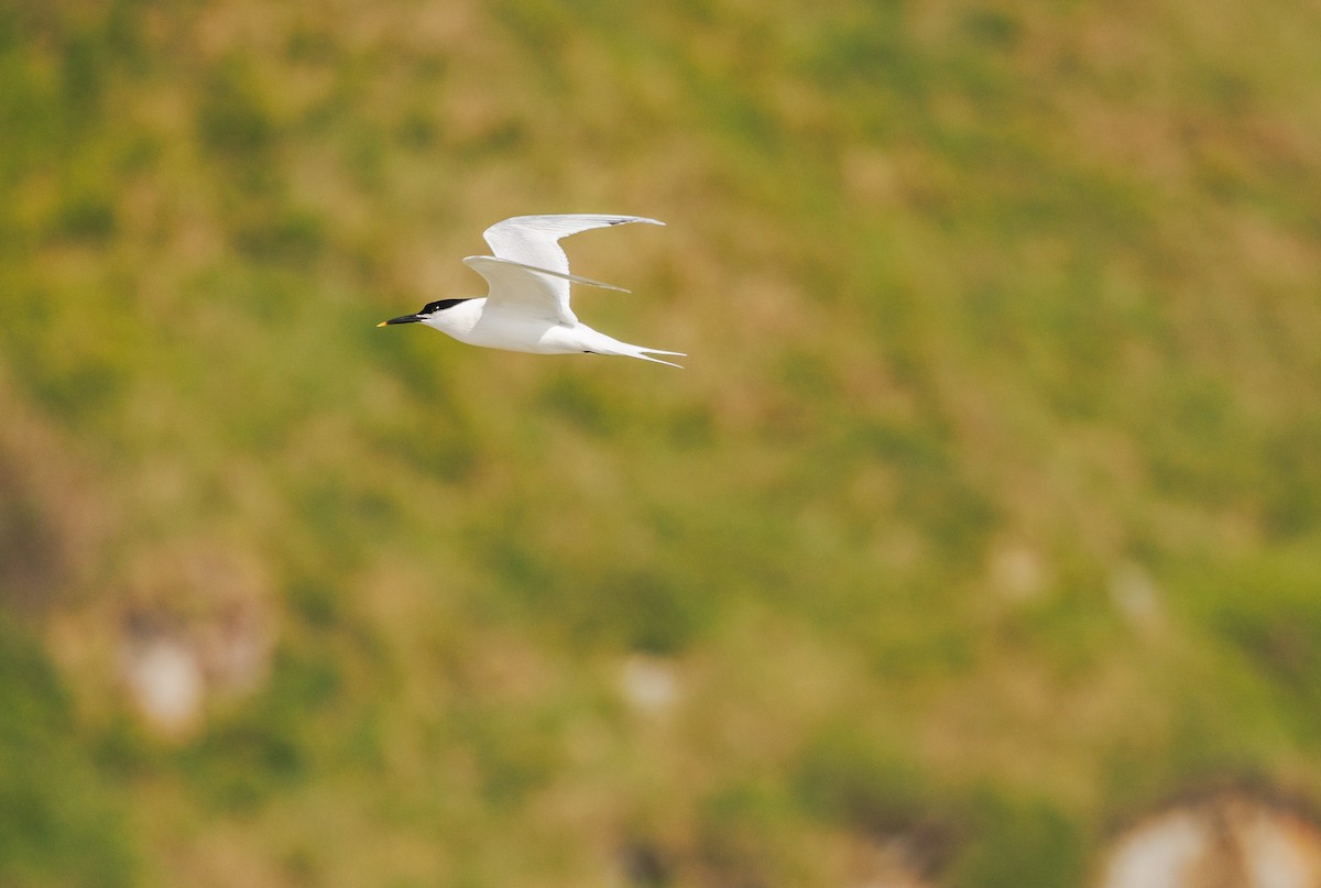 Sandwich Tern - ML621249939