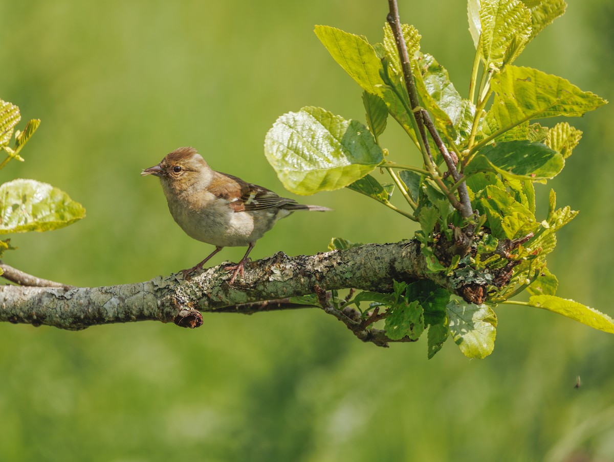 Common Chaffinch - ML621249946