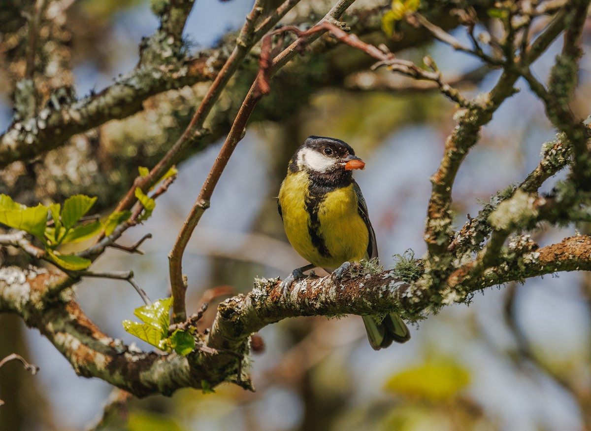 Great Tit - ML621249967