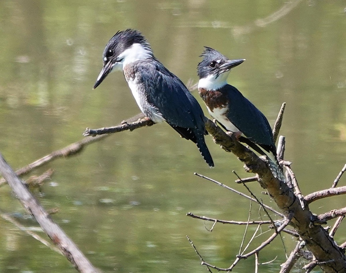 Belted Kingfisher - ML621250011