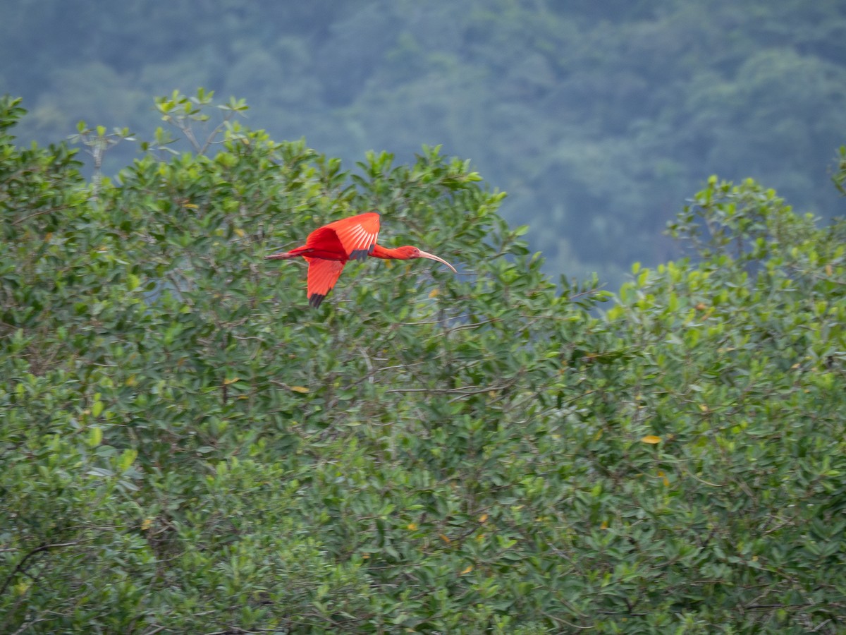 ibis rudý - ML621250033