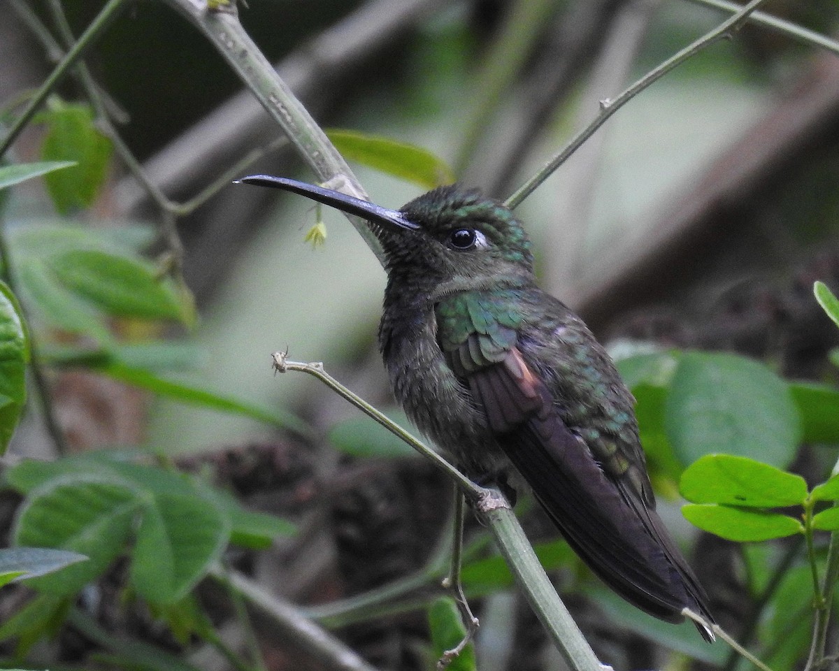 Violet-chested Hummingbird - ML621250177