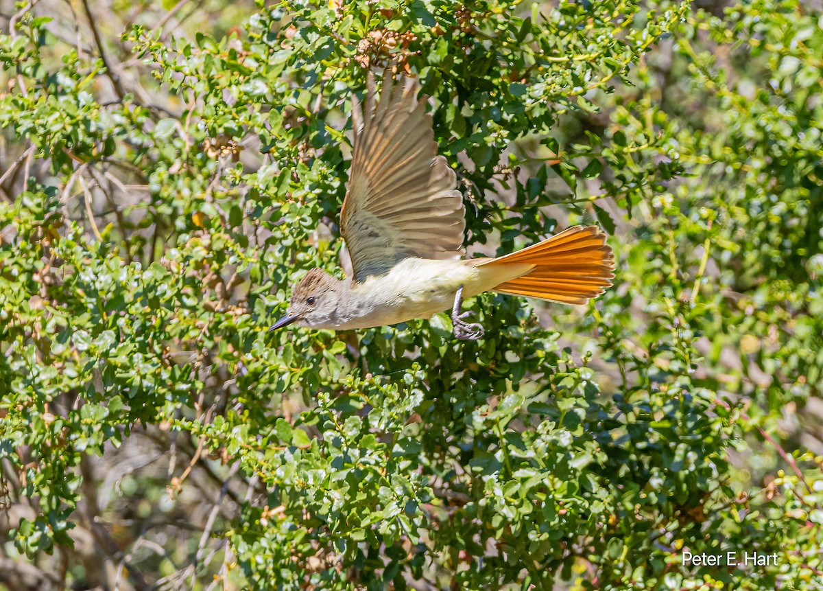 Ash-throated Flycatcher - ML621250192